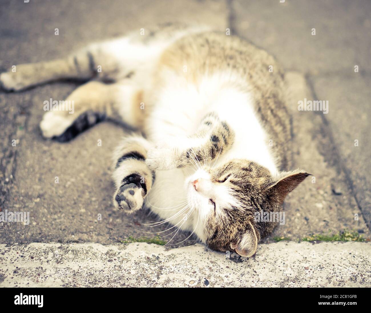Cute cat laying and sleeping with its eyes closed Stock Photo - Alamy