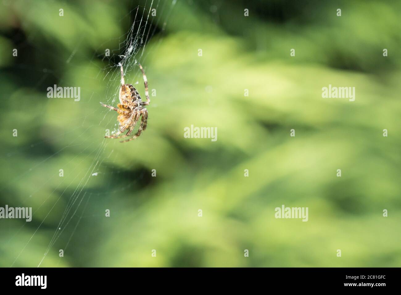 Closeup shot of a spider on a spider net with blurred green background Stock Photo
