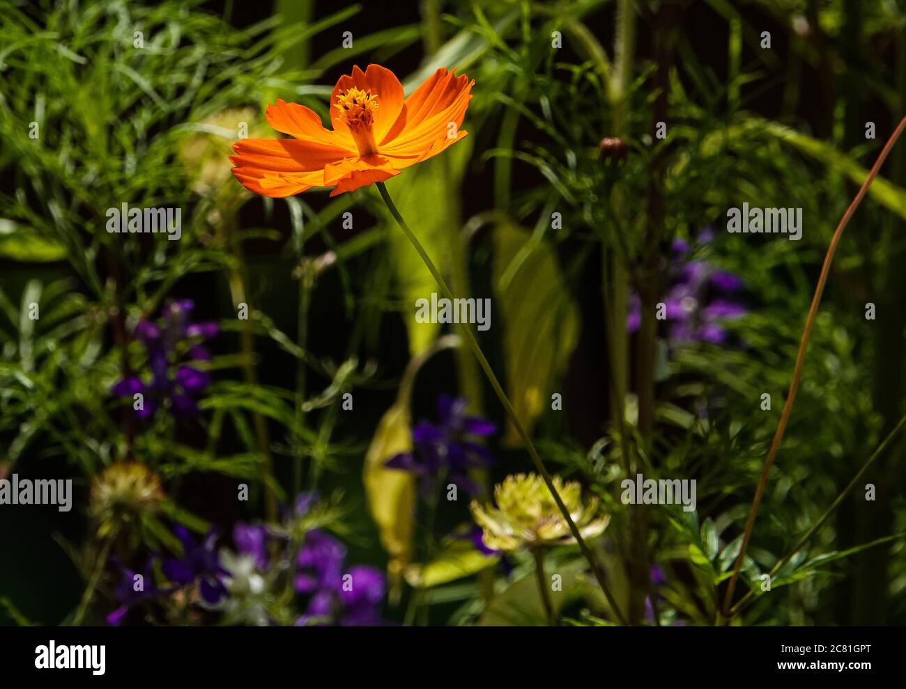 Orange wildflowers hi-res stock photography and images - Alamy