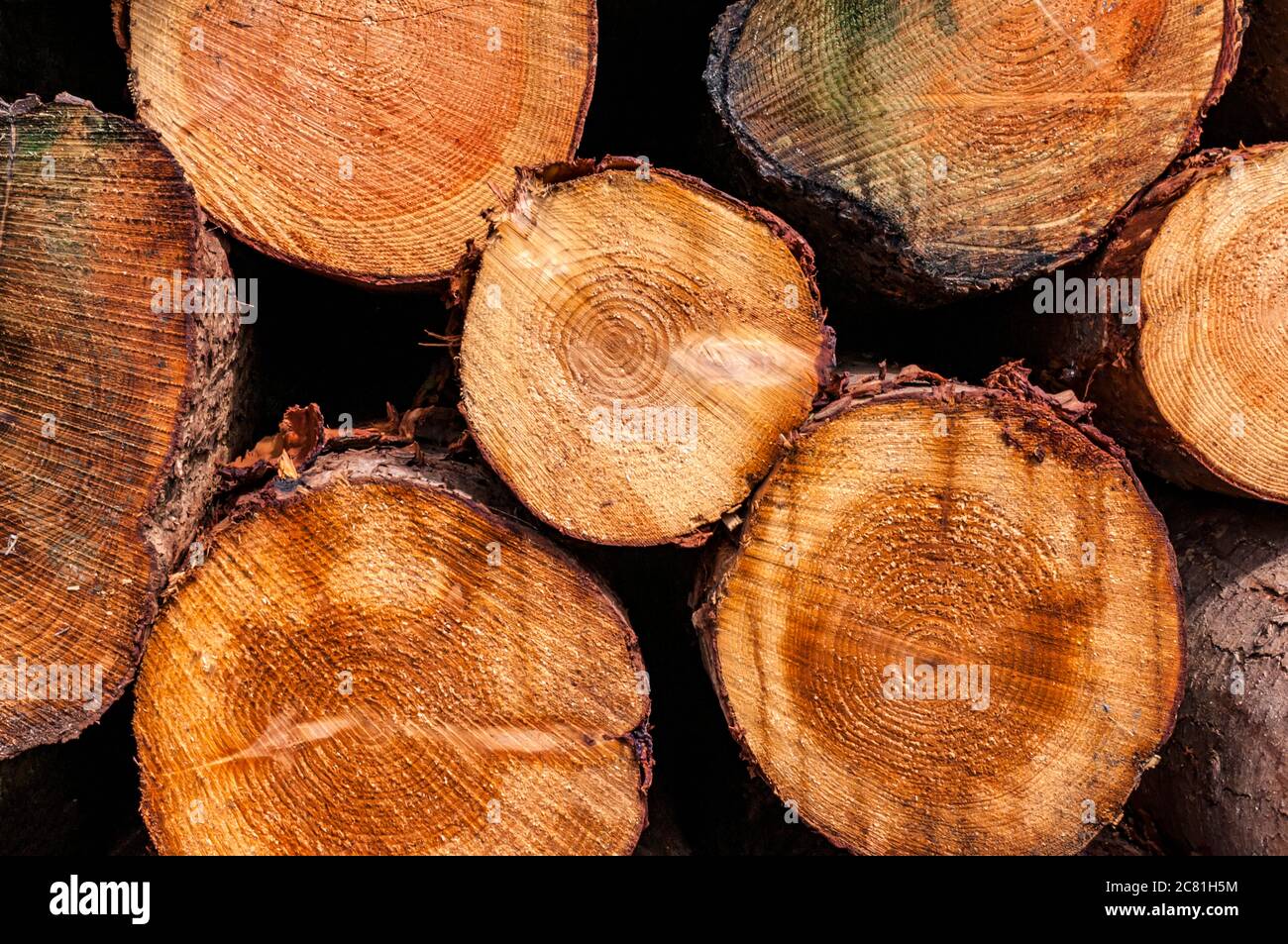 The ends of cut logs in a pile; Rothbury, Northumberland, England Stock Photo