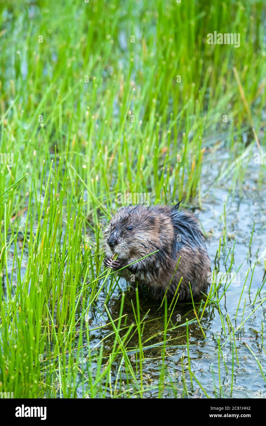 Potter marsh bird sanctuary hires stock photography and images Alamy