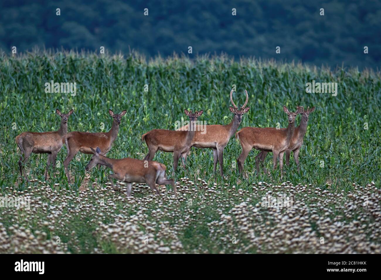 Group of red deer standing on corn field during the summer. Stock Photo