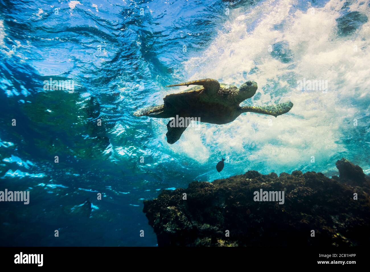 Hawaiian reef fish hi-res stock photography and images - Alamy
