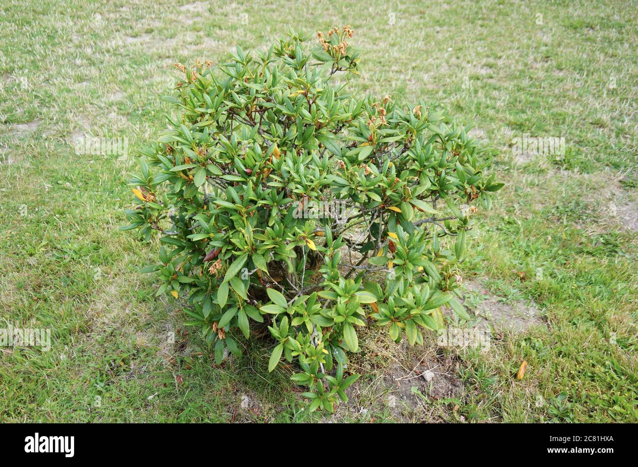Top view of beautiful green cotoneaster plants in a garden Stock Photo