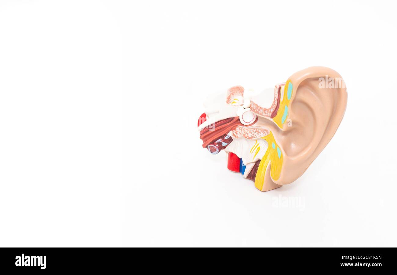 Mock ear of a man on a white background. The concept of diseases of the outer and middle ear, otitis media. Copy space Stock Photo