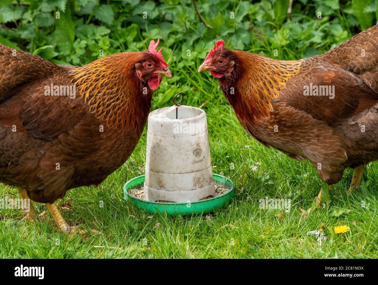 Welsummer hens and plastic feeder, Chipping, Preston, Lancashire, England, United Kingdom. Stock Photo