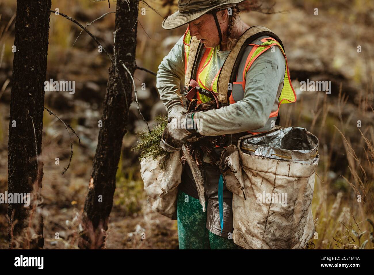Woman working in forest planting new trees. Female forester wearing reflective vest taking out sapling from the bag. Stock Photo