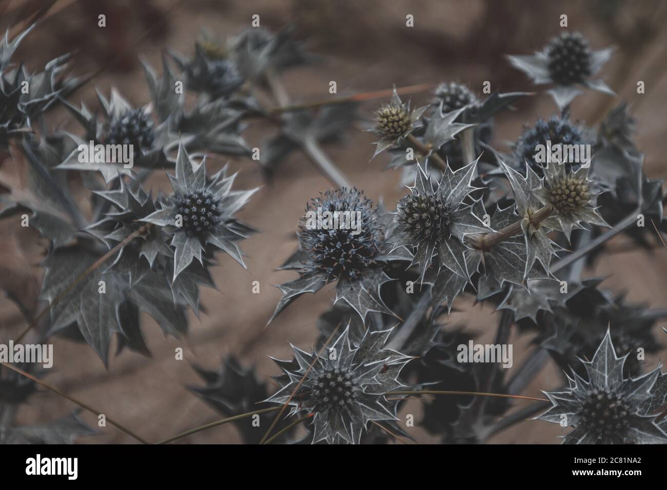 Selective focus shot of exotic thorned plants captured in a forest ...