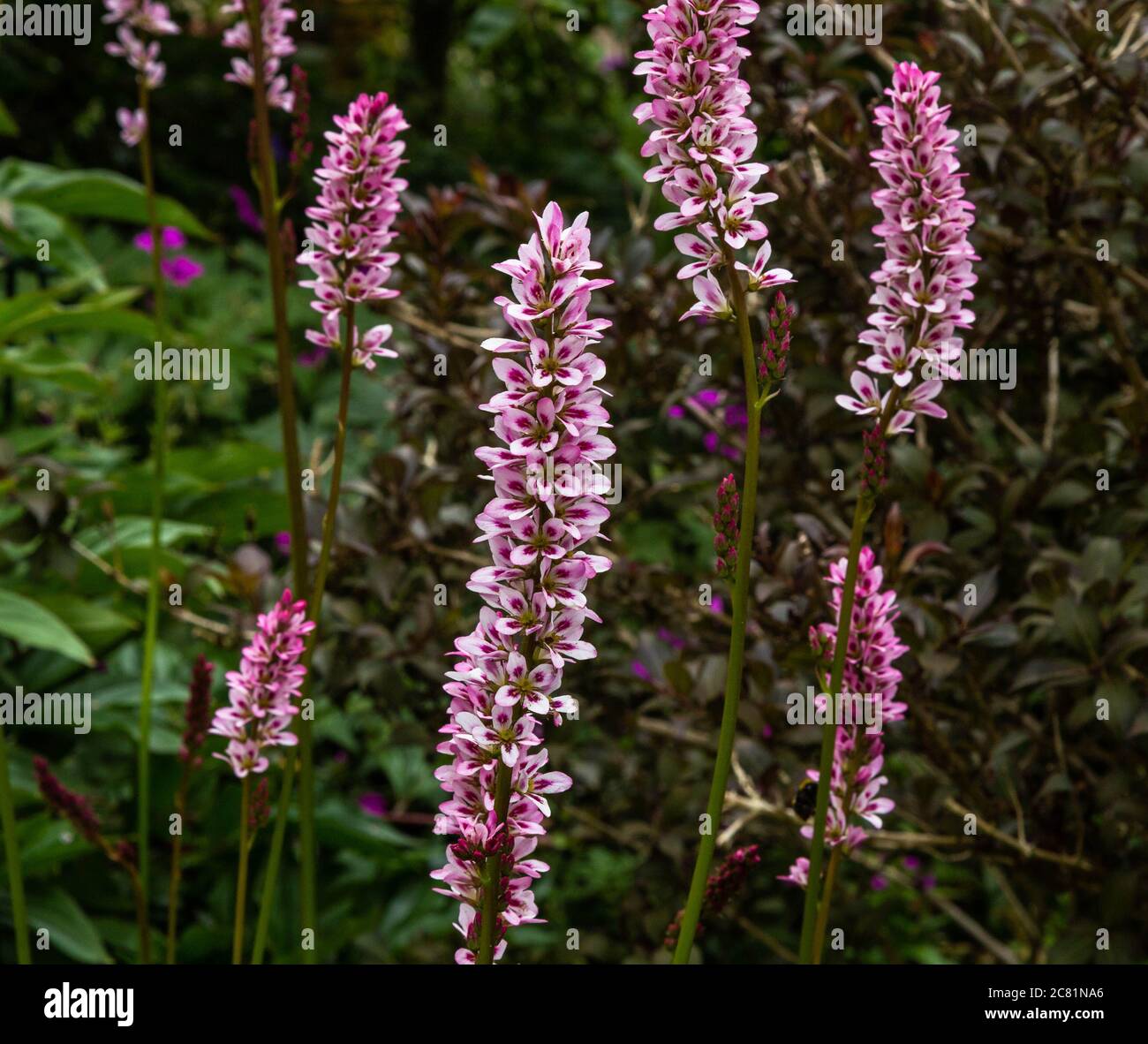 Francoa Sonchifolia flowers. Stock Photo