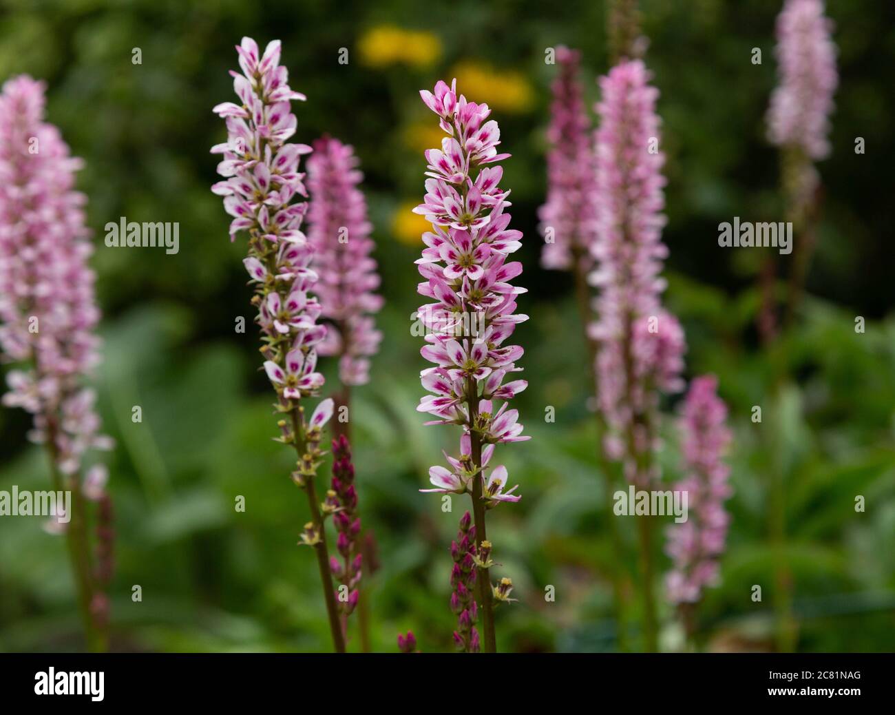 Francoa Sonchifolia flowers. Stock Photo
