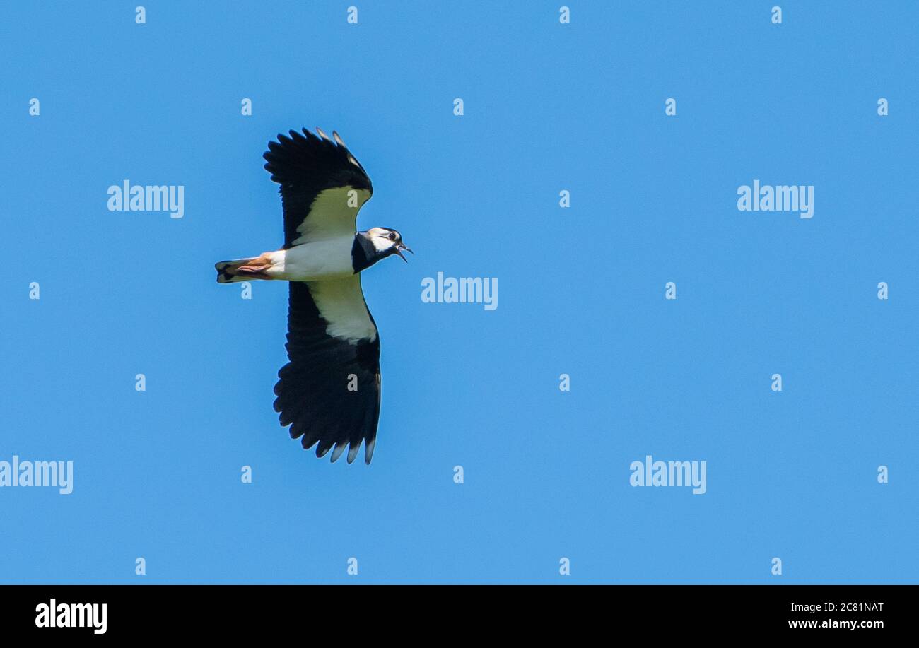 A lapwing flying over farmland, Chipping, Preston, Lancashire, UK Stock Photo