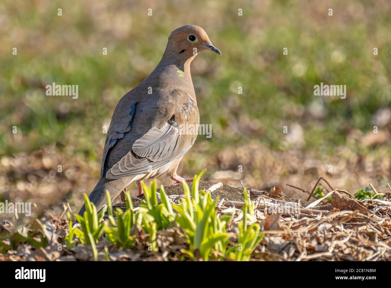 A mourning dove on the ground in the grass Stock Photo