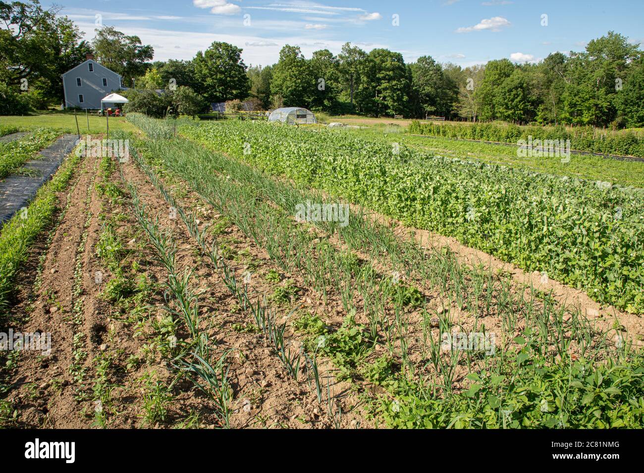 A large market garden at a Massachusetts farm Stock Photo