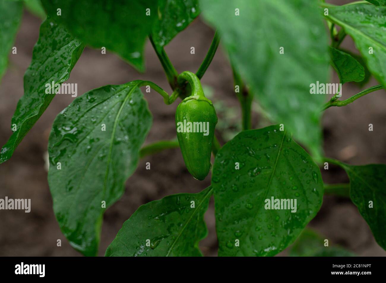 Green pepper growing in the garden. Eco vegetables on farm Stock Photo