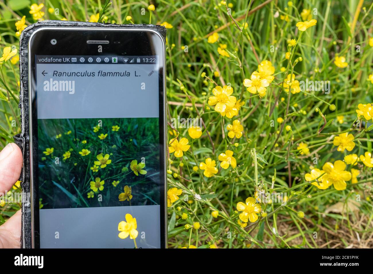 Plantnet app on a mobile phone for identification or ID of plants (flora), next to lesser spearwort (Ranunculus flammula) Stock Photo