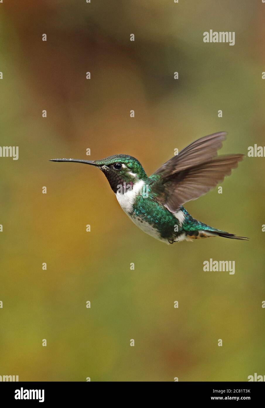 White-bellied Woodstar (Chaetocercus mulsant) adult male in hovering flight  Guasca, near Bogota, Colombia      November Stock Photo