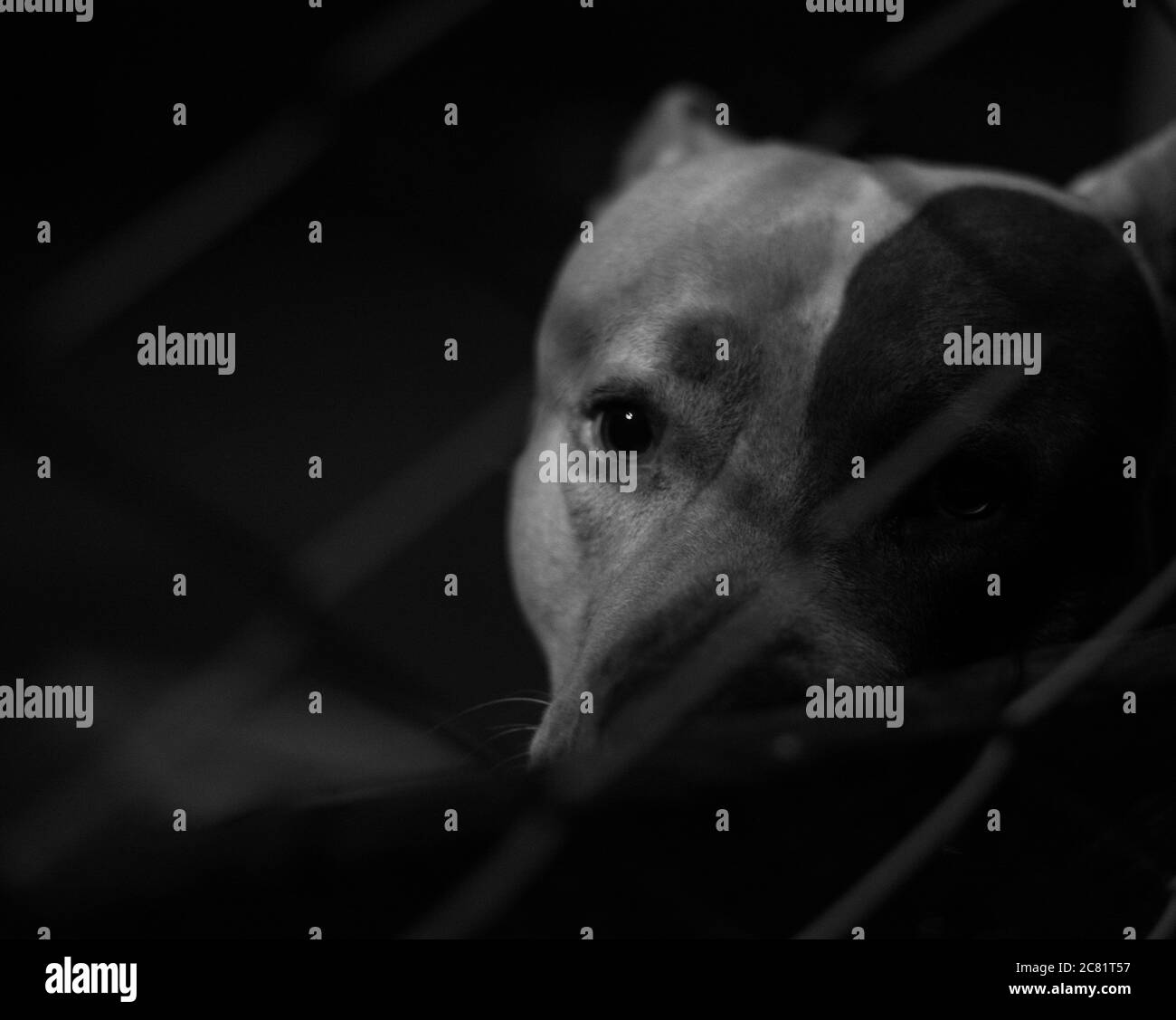 Grayscale shot of the adorable and cute pitbull dog looking through the fence Stock Photo