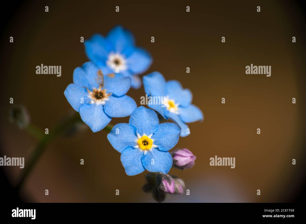 Me Not flowers in bloom Stock Photo Alamy