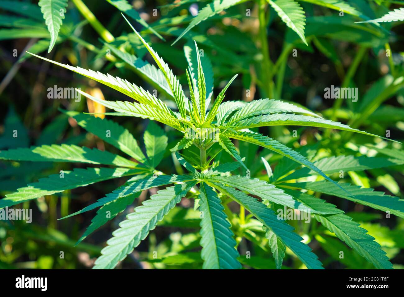 beautiful cannabis plant, green hemp leaves outdoor Stock Photo - Alamy