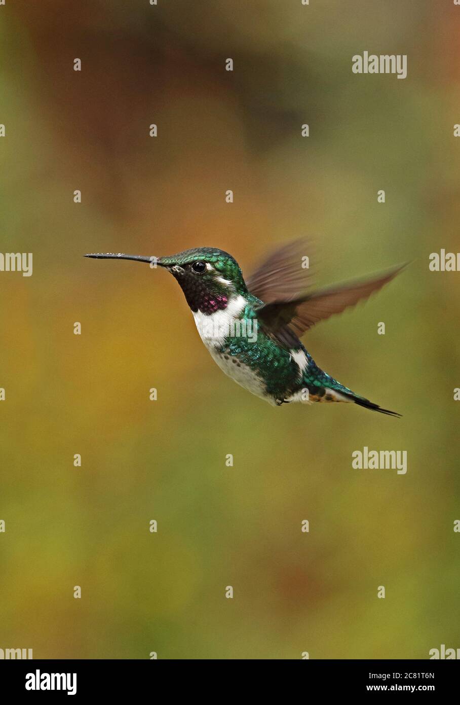 White-bellied Woodstar (Chaetocercus mulsant) adult male in hovering flight  Guasca, near Bogota, Colombia      November Stock Photo