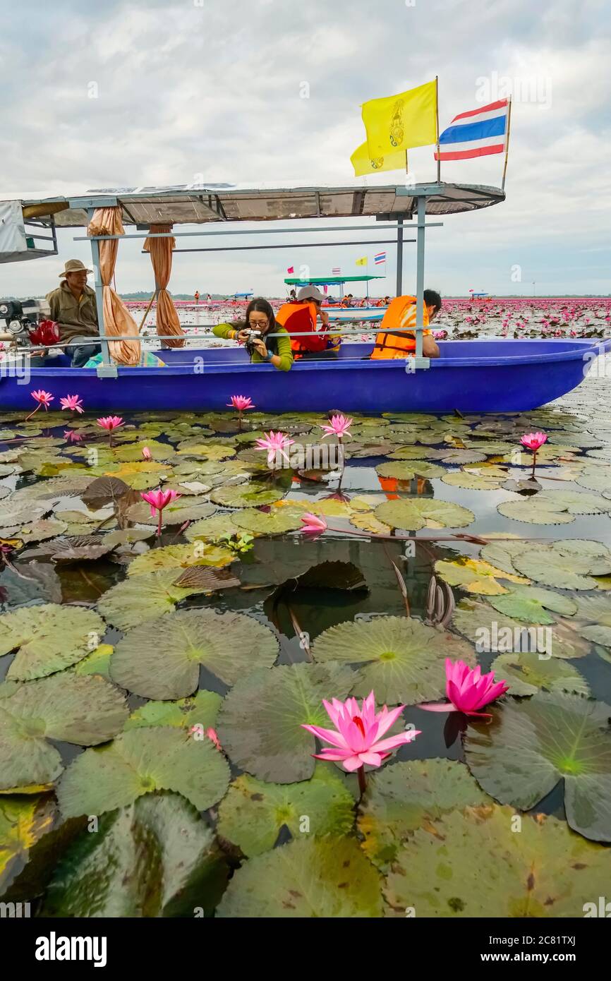 Tourists on Red Lotus Sea; Thailand Stock Photo