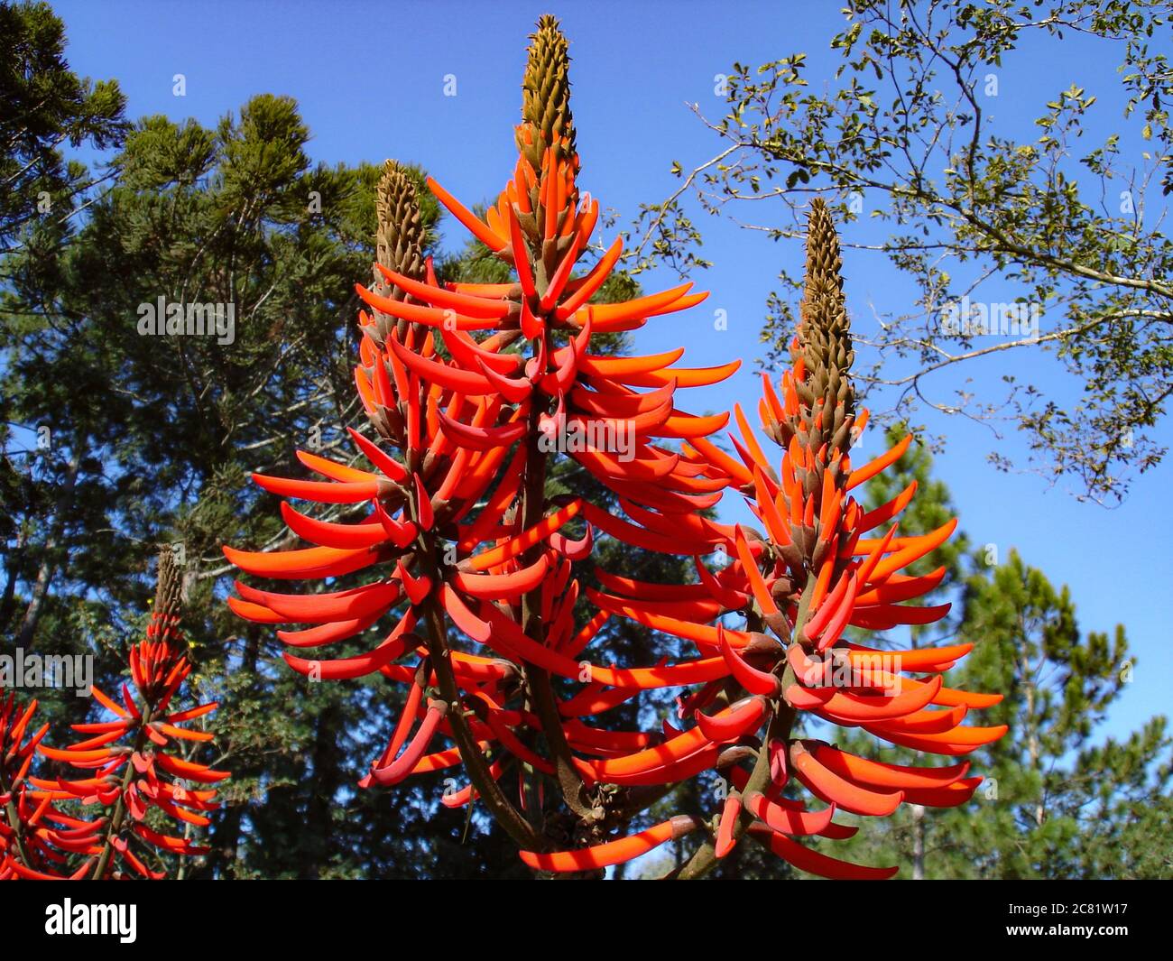 Closeup shot of beautiful red Erythrina coralloides flowers in a garden Stock Photo