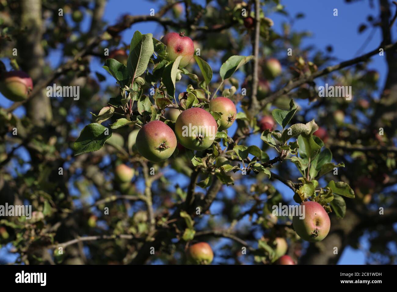 Green apples ripen on tree branches in Summer Stock Photo - Alamy