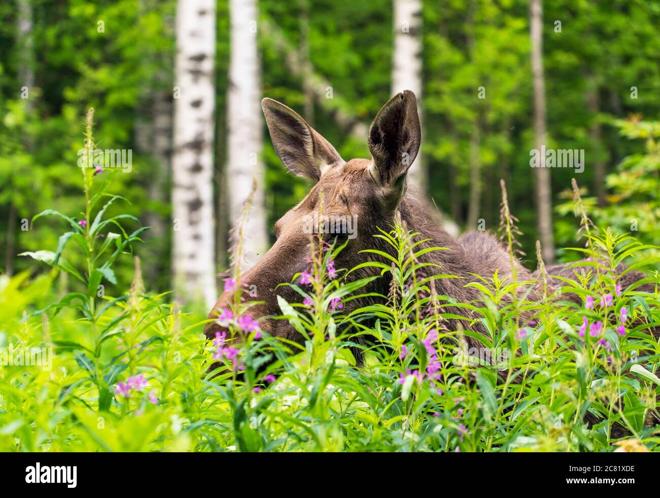 Elk stands in the forest in the tall grass .Leningrad region . Russia. Stock Photo