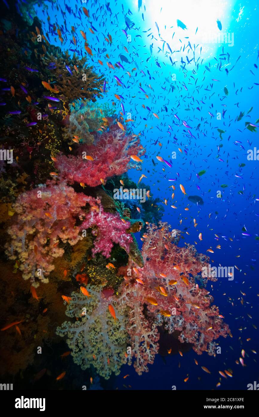 Colourful underwater reef scene with schooling fish and soft coral; Fiji Stock Photo