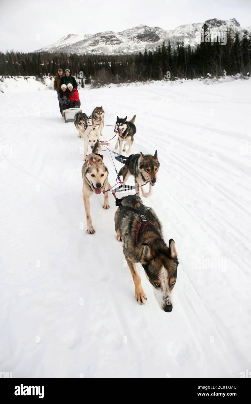 Group Of Friends Enjoy A Dog Sled Tour In Southcentral Alaska, Winter Stock Photo