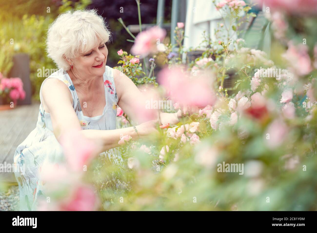 Senior woman gardening cutting her roses Stock Photo