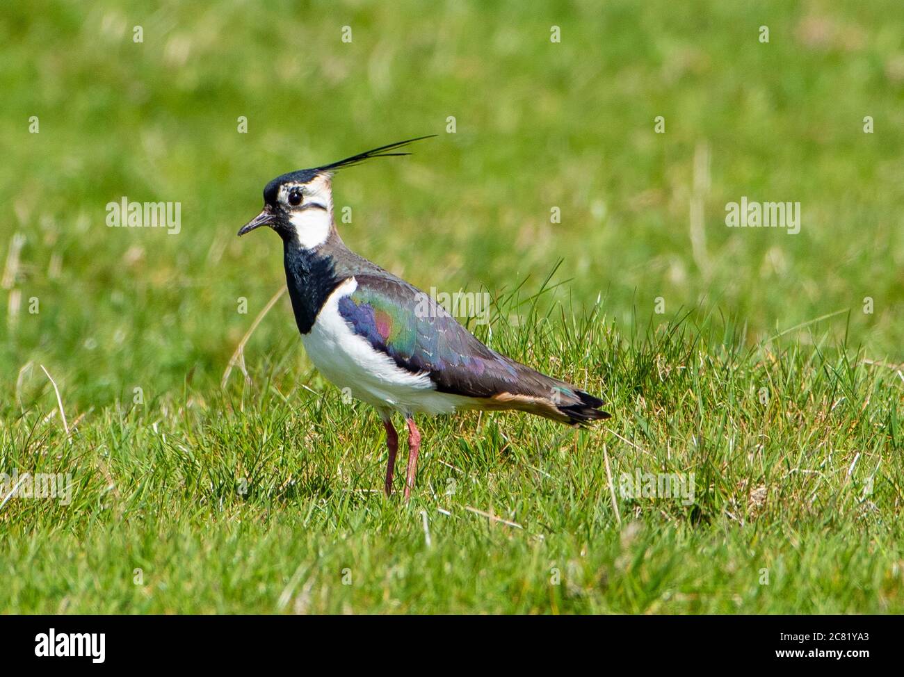 A lapwing on farmland, Chipping, Preston, Lancashire, UK Stock Photo