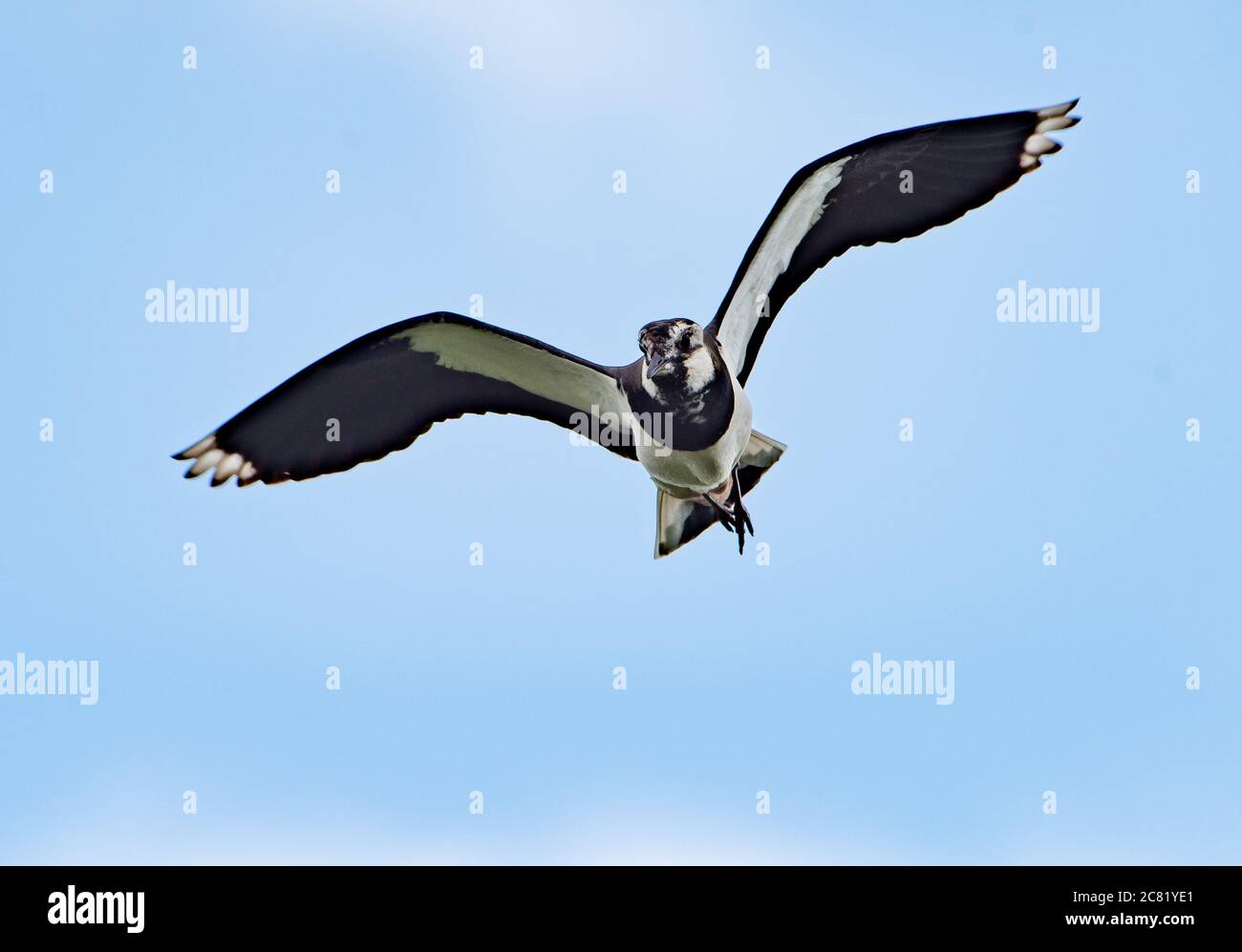 A lapwing flying over farmland, Chipping, Preston, Lancashire, UK Stock Photo