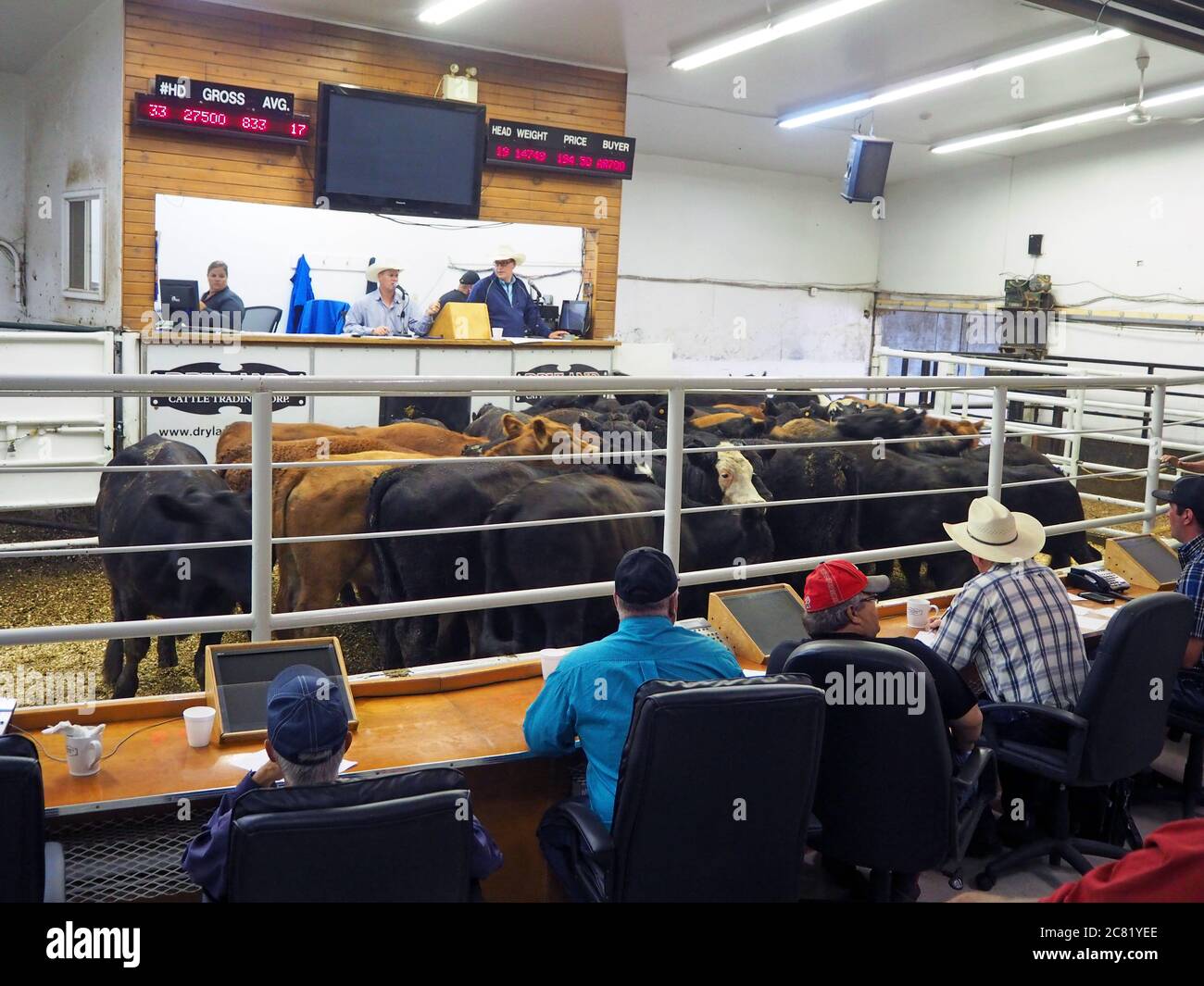 Cattle auction hires stock photography and images Alamy