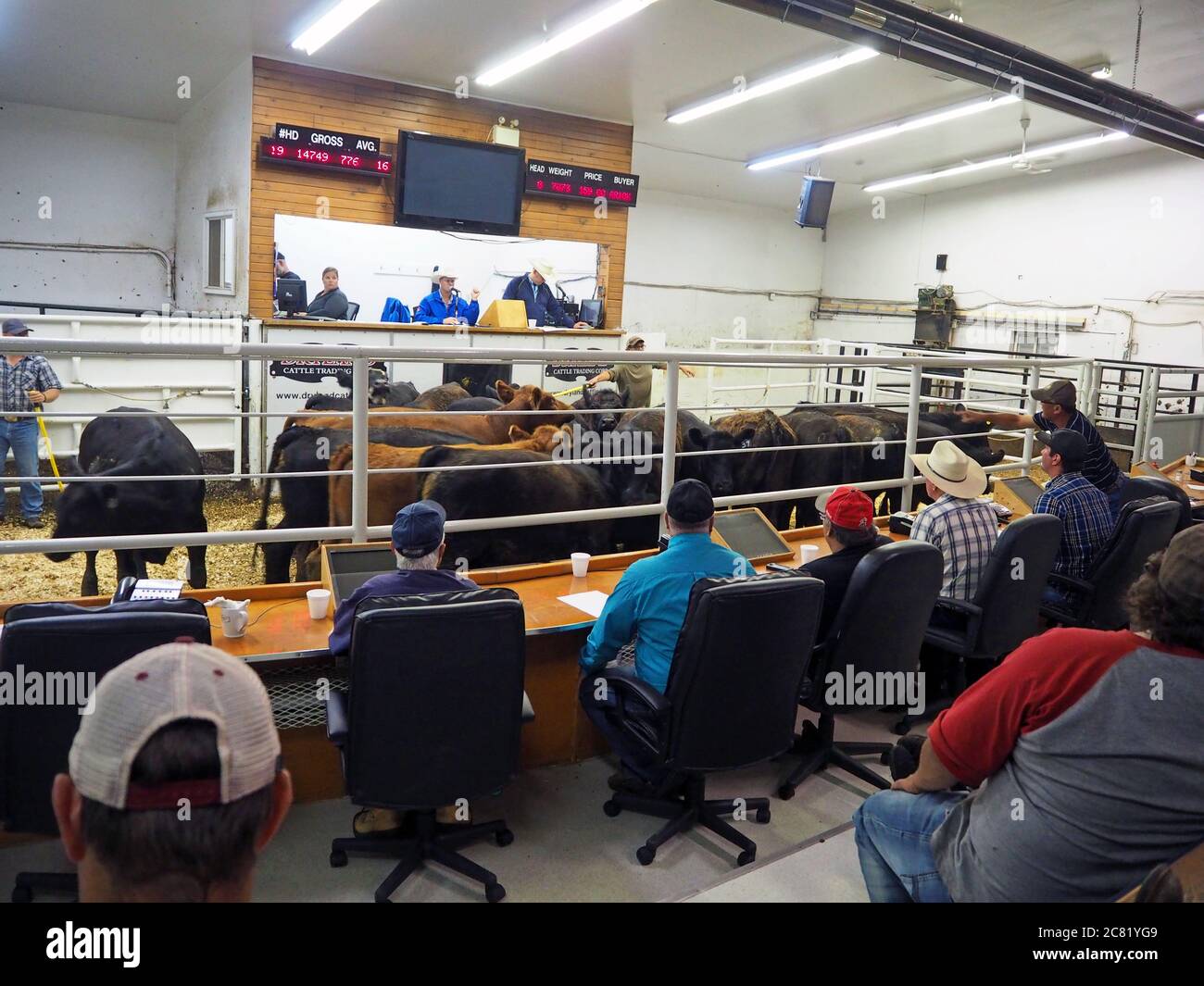 Cattle auction, Dryland Cattle Trading Corporation, Veteran, Alberta