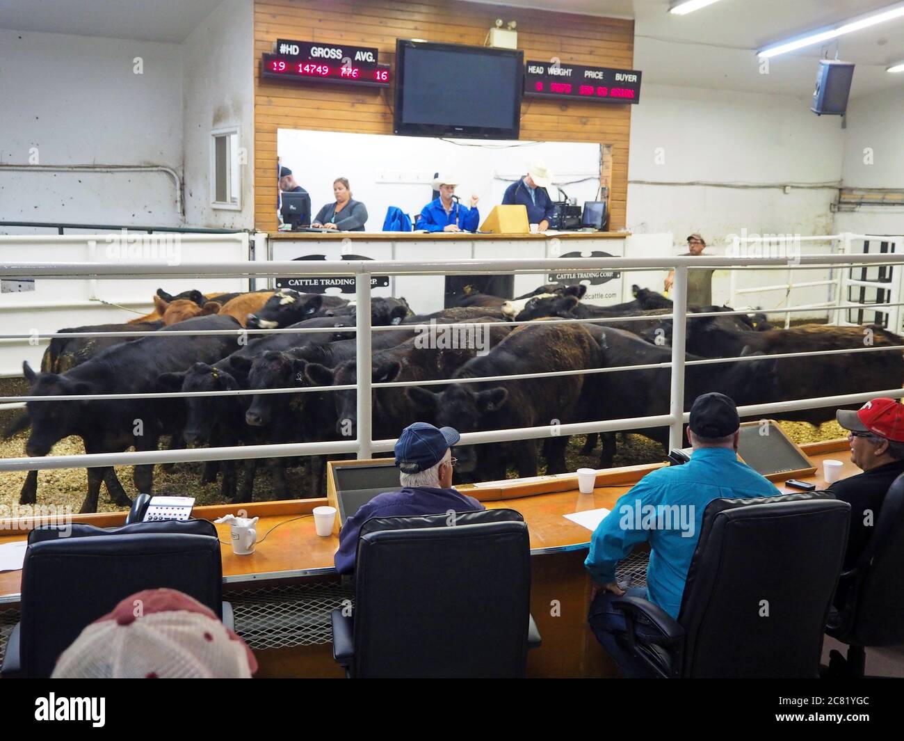 Cattle auction, Dryland Cattle Trading Corporation, Veteran, Alberta, Canada Stock Photo