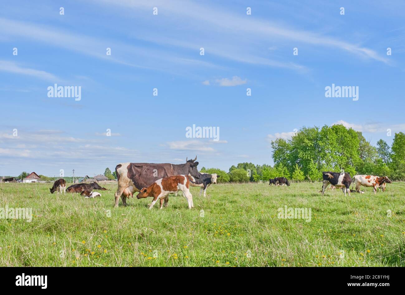 Rural landscape. A herd of cows grazing in a pasture on a summer day ...