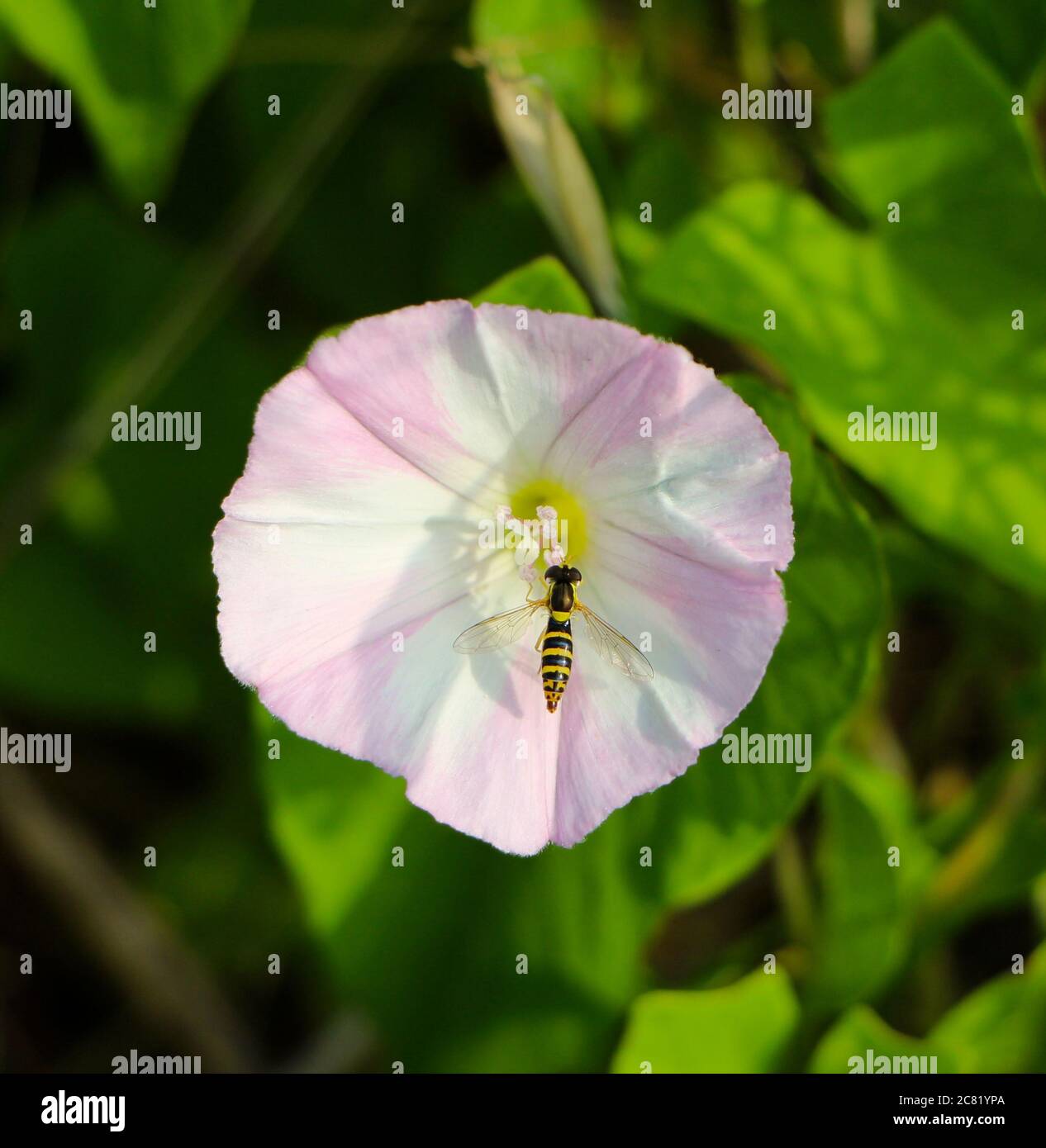 European Bindweed High Resolution Stock Photography and Images - Alamy