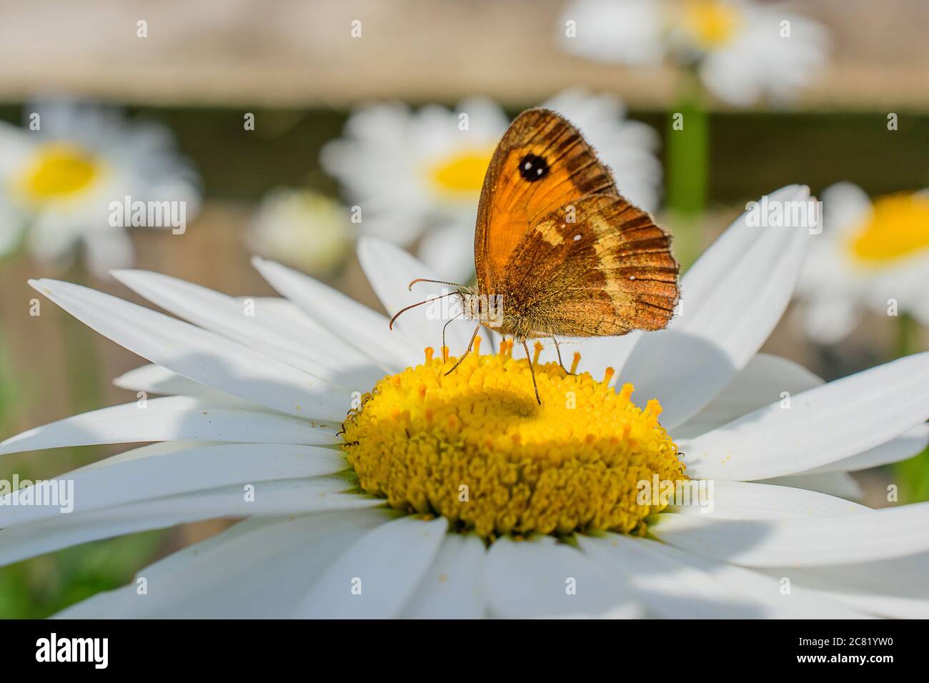 A colourful close up macro of a Gatekeeper butterfly feeding on a bright yellow daisy flower Stock Photo