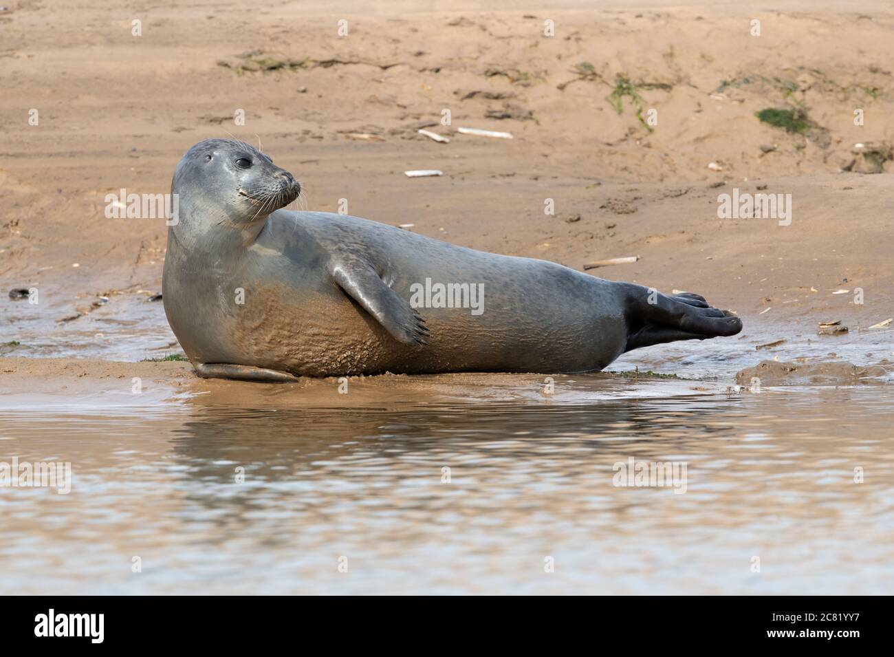 Harbour Seal (Phoca vitulina) on the Norfolk coast Stock Photo