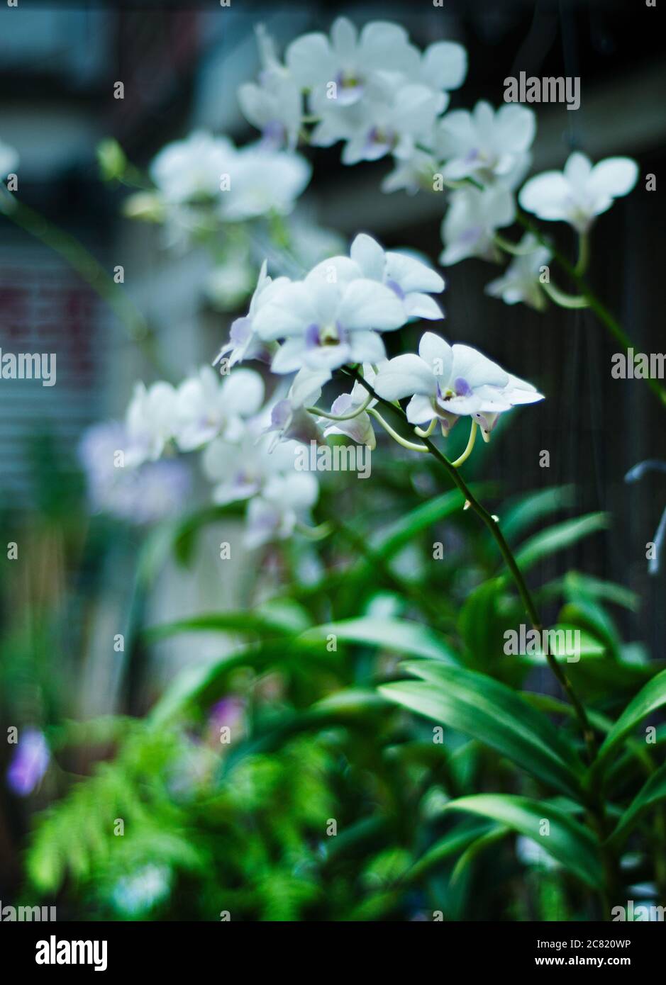 White orchids, Bangkok, Thailand, Southeast Asia Stock Photo