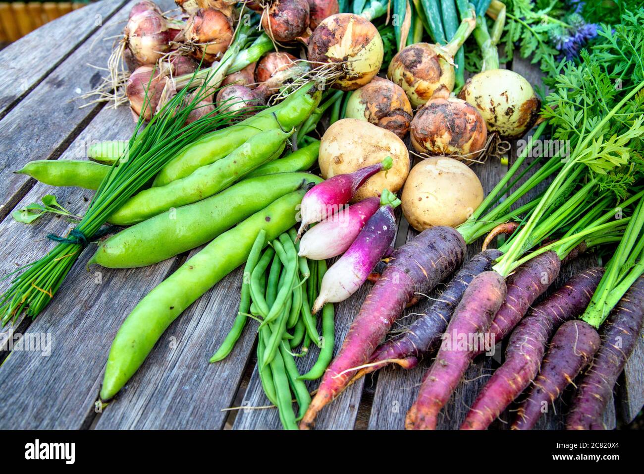 Fresh vegetables, organic allotment produce Stock Photo