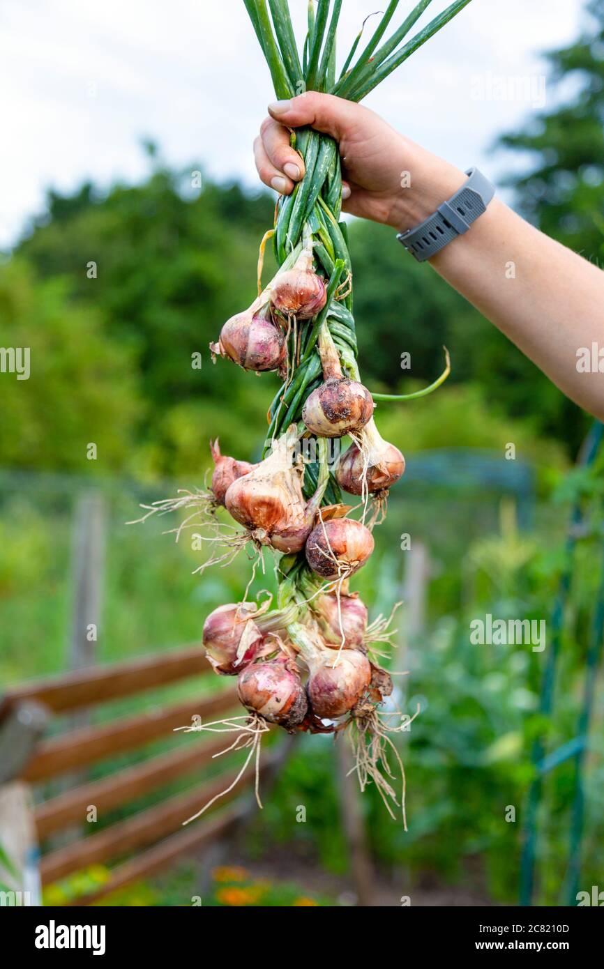 Bunch of shallots stock photo. Image of plant, shallot - 31223948