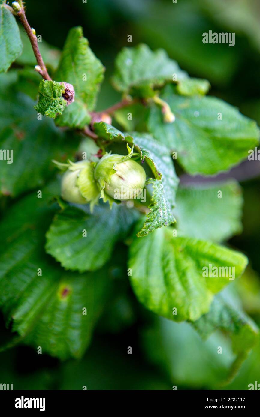 Fresh green hazelnuts growing on a tree Stock Photo