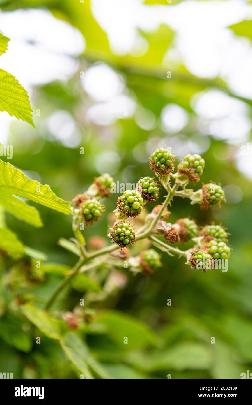 Green unripe wils blackberries Stock Photo