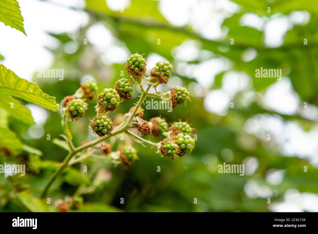Green unripe wils blackberries Stock Photo
