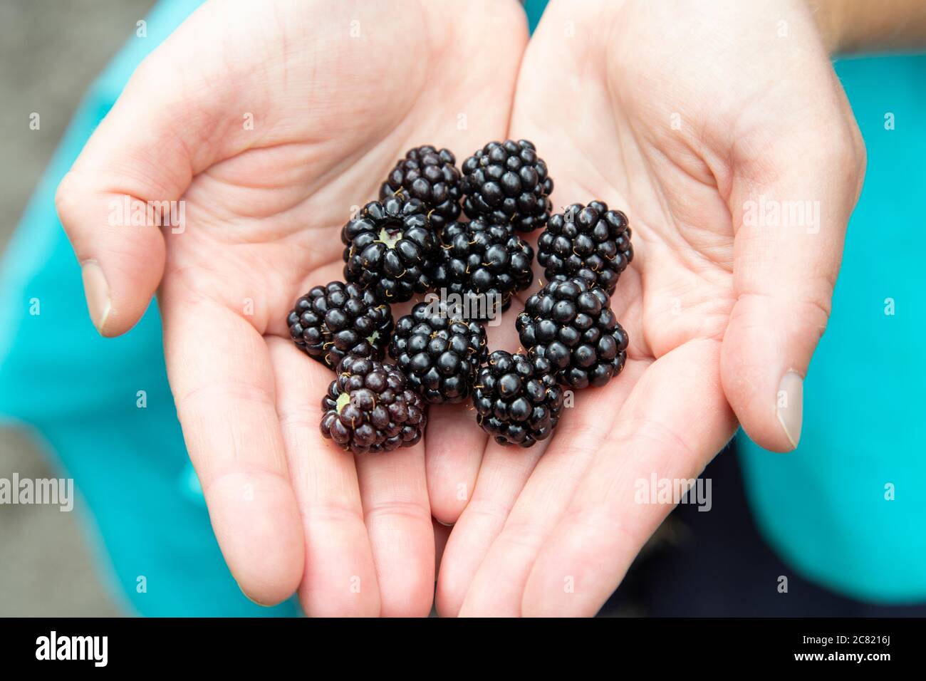 Hands holding foraged wild blackberries Stock Photo