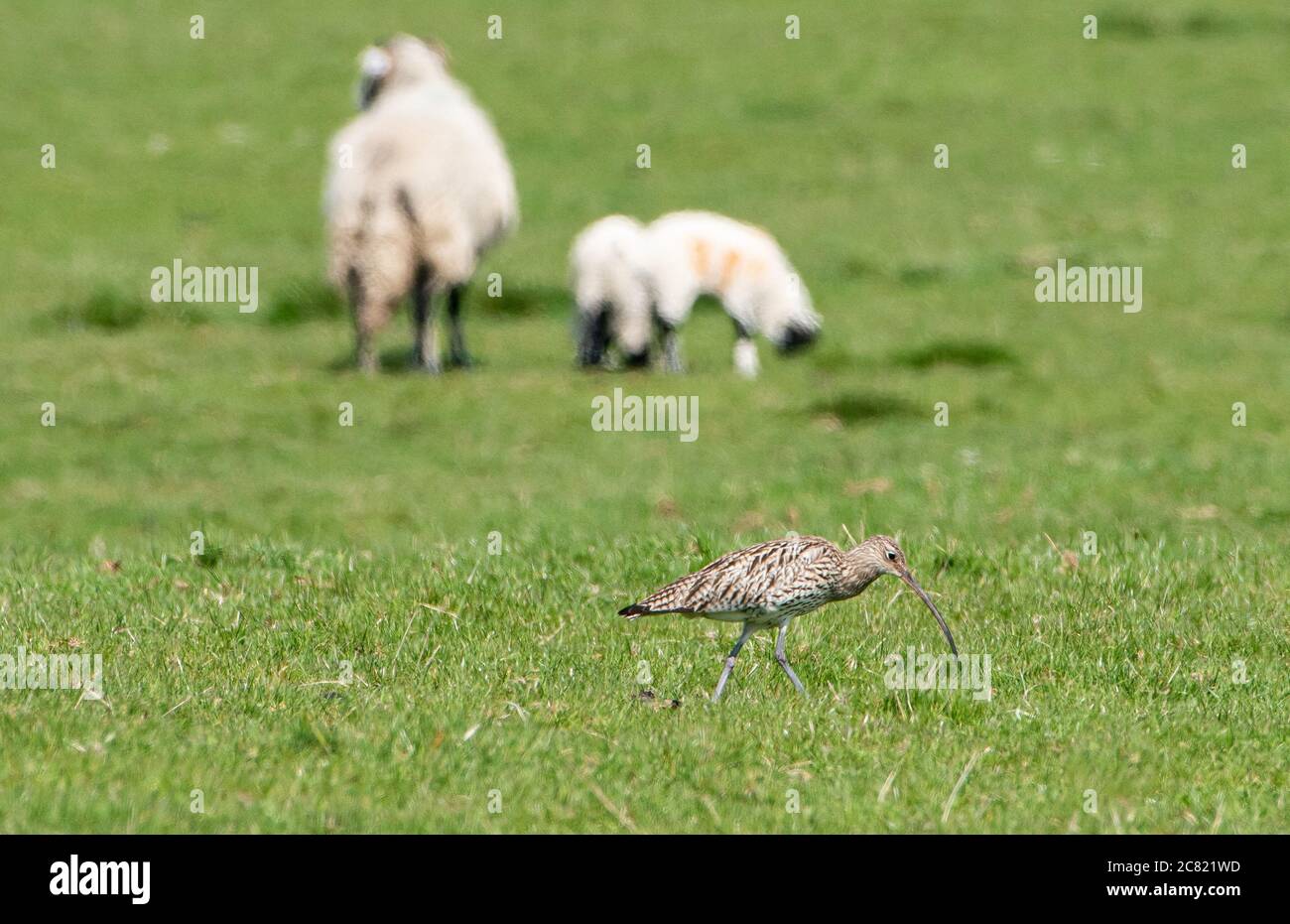 A curlew feeding in a sheep field, Chipping, Preston, Lancashire, UK Stock Photo
