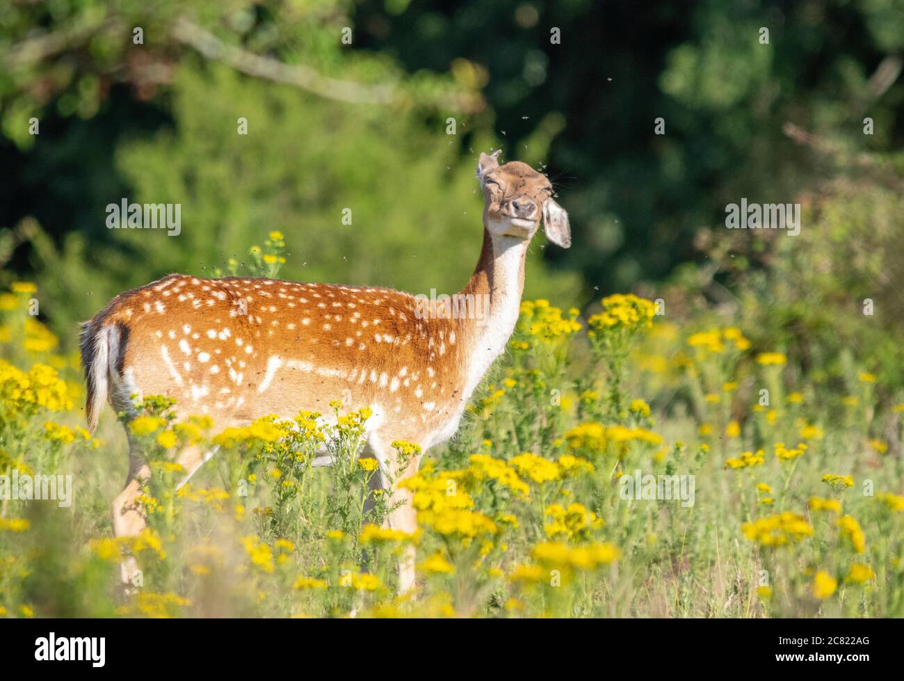 Deer shaking off flies Stock Photo Alamy