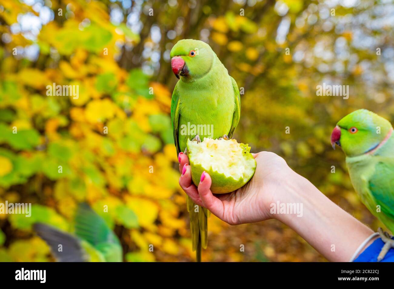 Closeup of the green-colored parrots eating fruit out of a female's hands Stock Photo